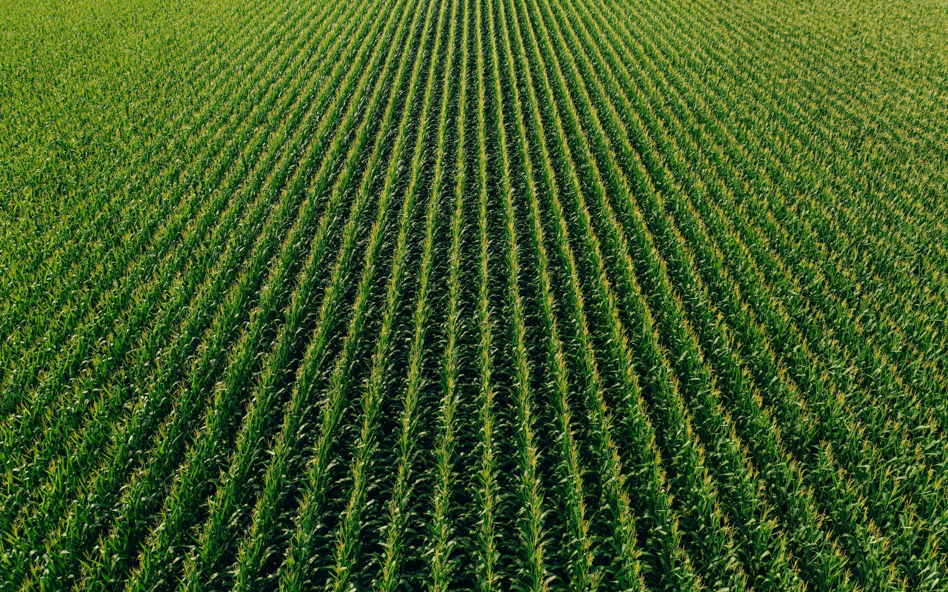 Beyond the Microsoft Pause: The Carbon Market Needs a Capital Revolution