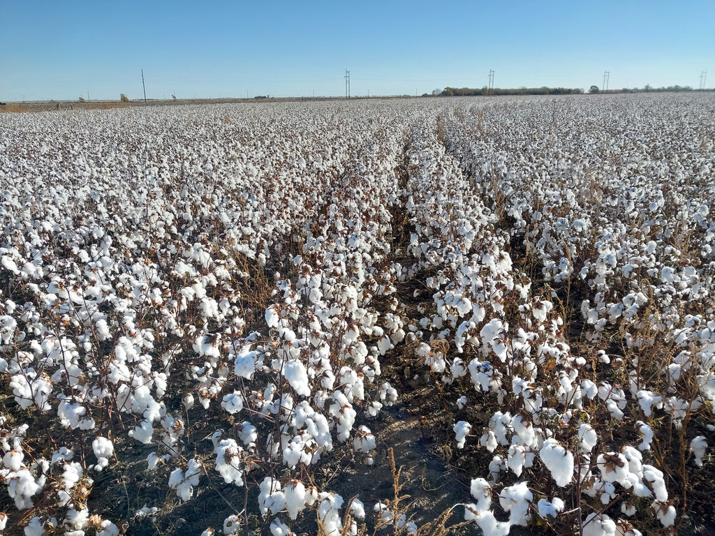 Mike's Cotton & Wheat Acre — Littlefield, Texas