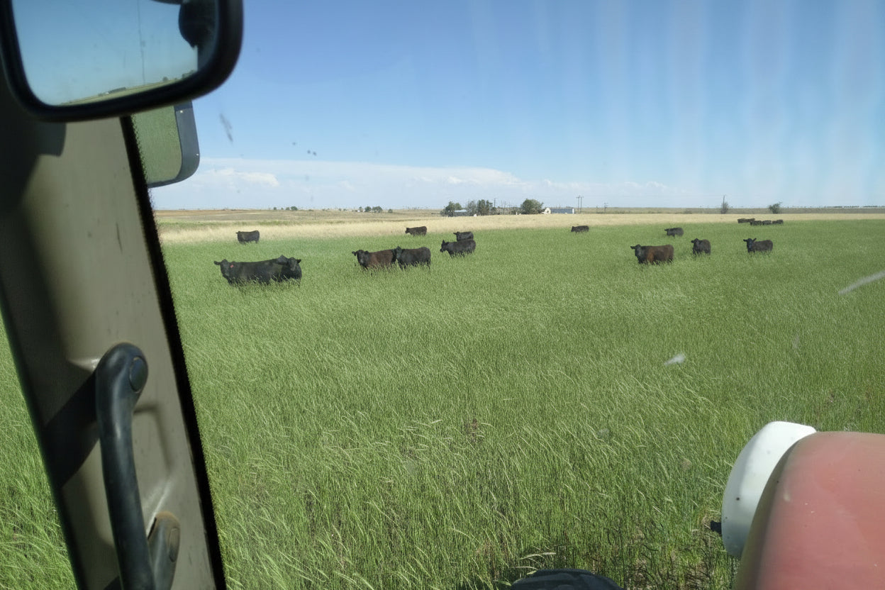 View from inside a vehicle showing a field with cows under a clear blue sky.