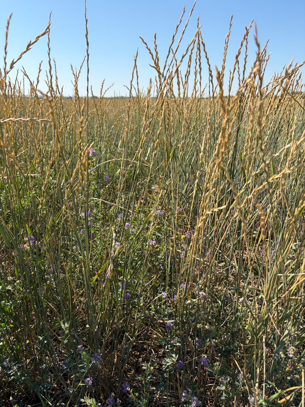 Kernza growing in a field on Josh McClain's farm