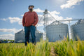 Josh's Kernza Acre — Norton, Kansas