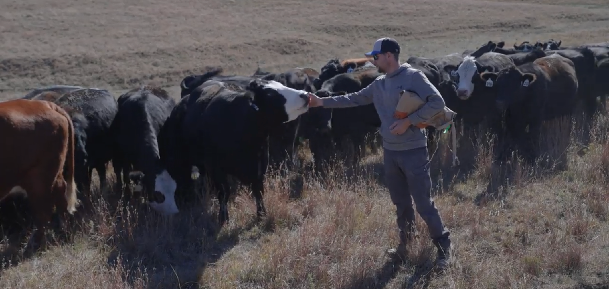 Farmer with Cattle