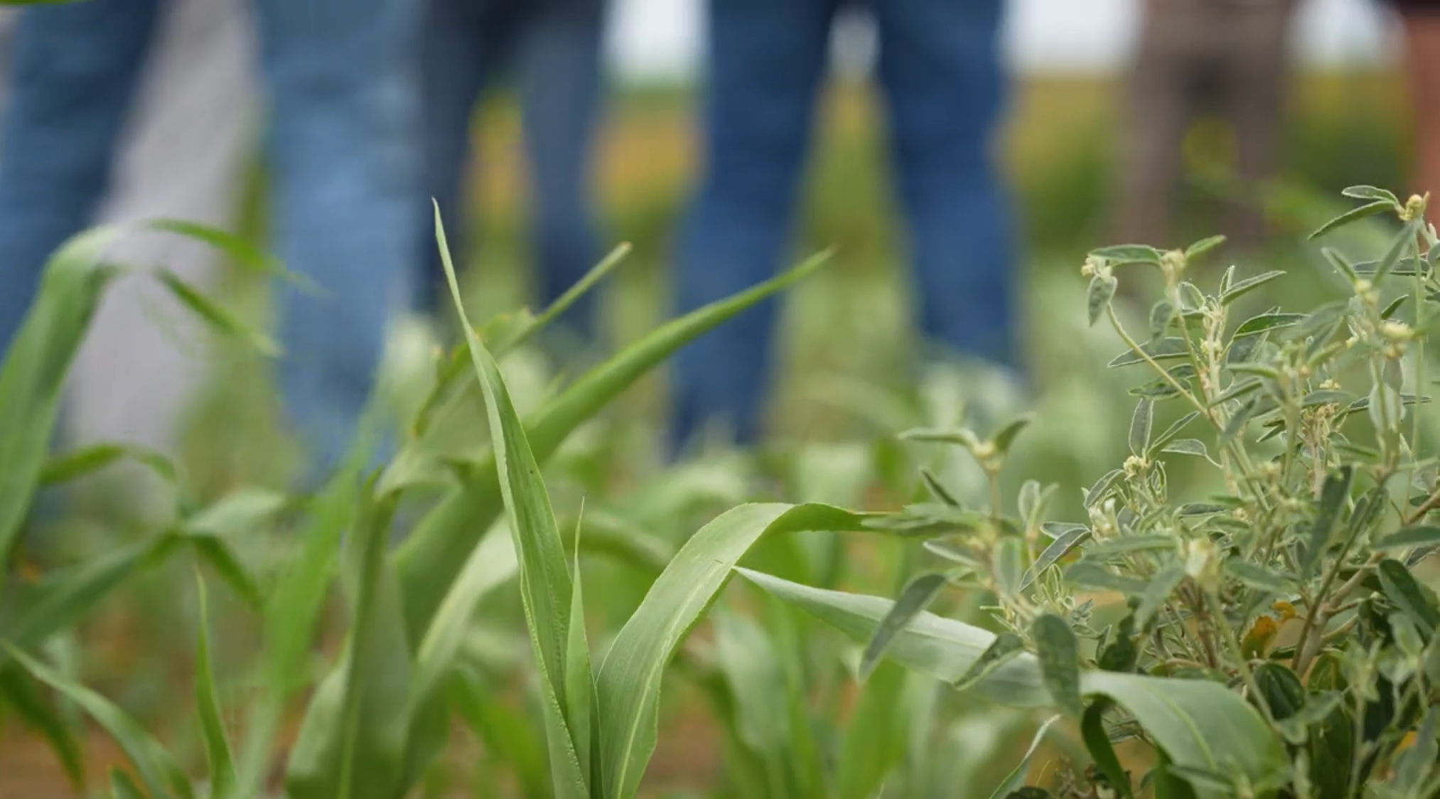 Adopt an Acre